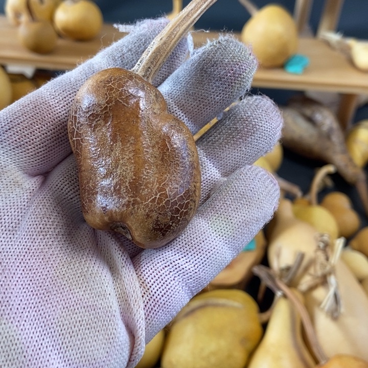 圆**圆葫芦葫芦真的