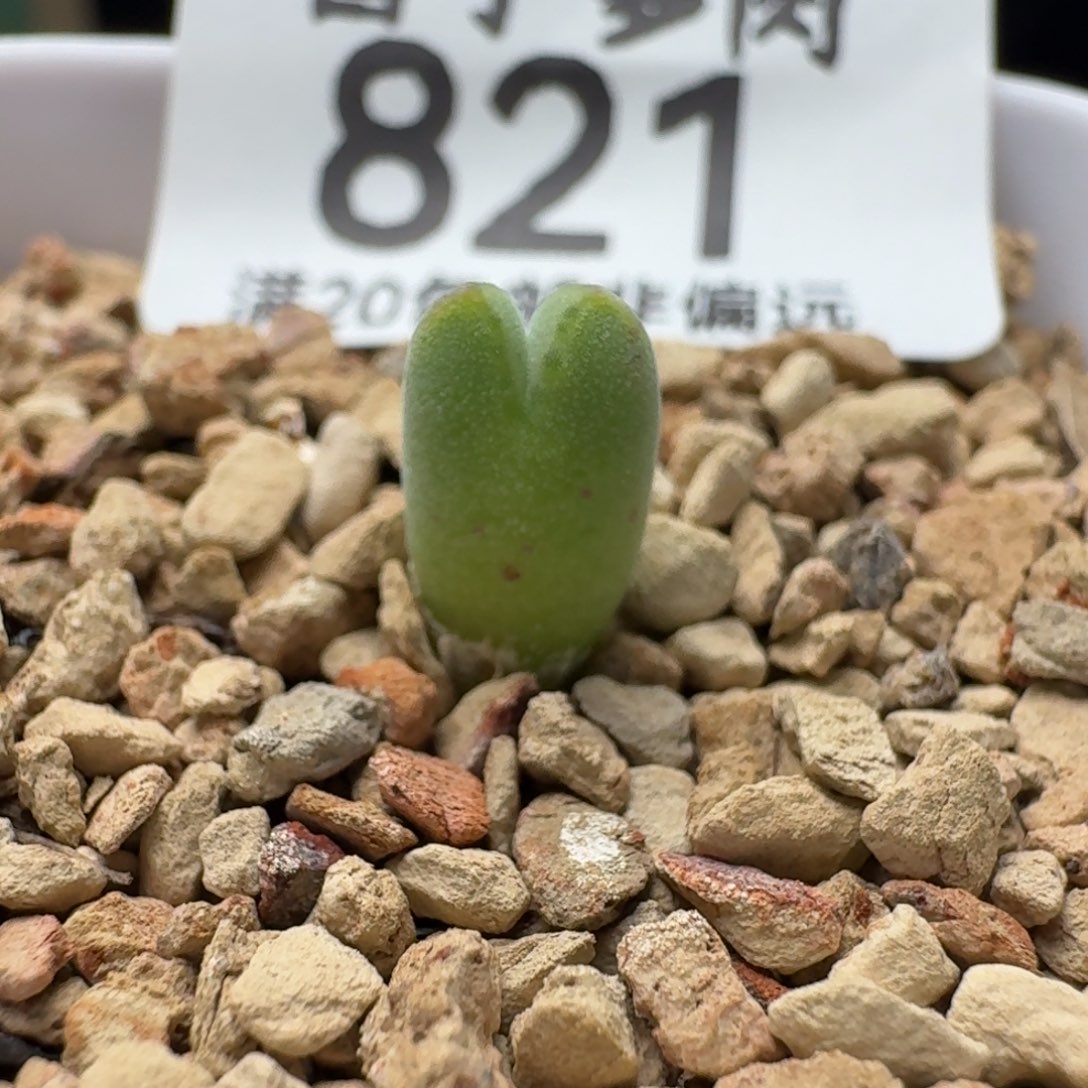 猪蹄985带盆土。        