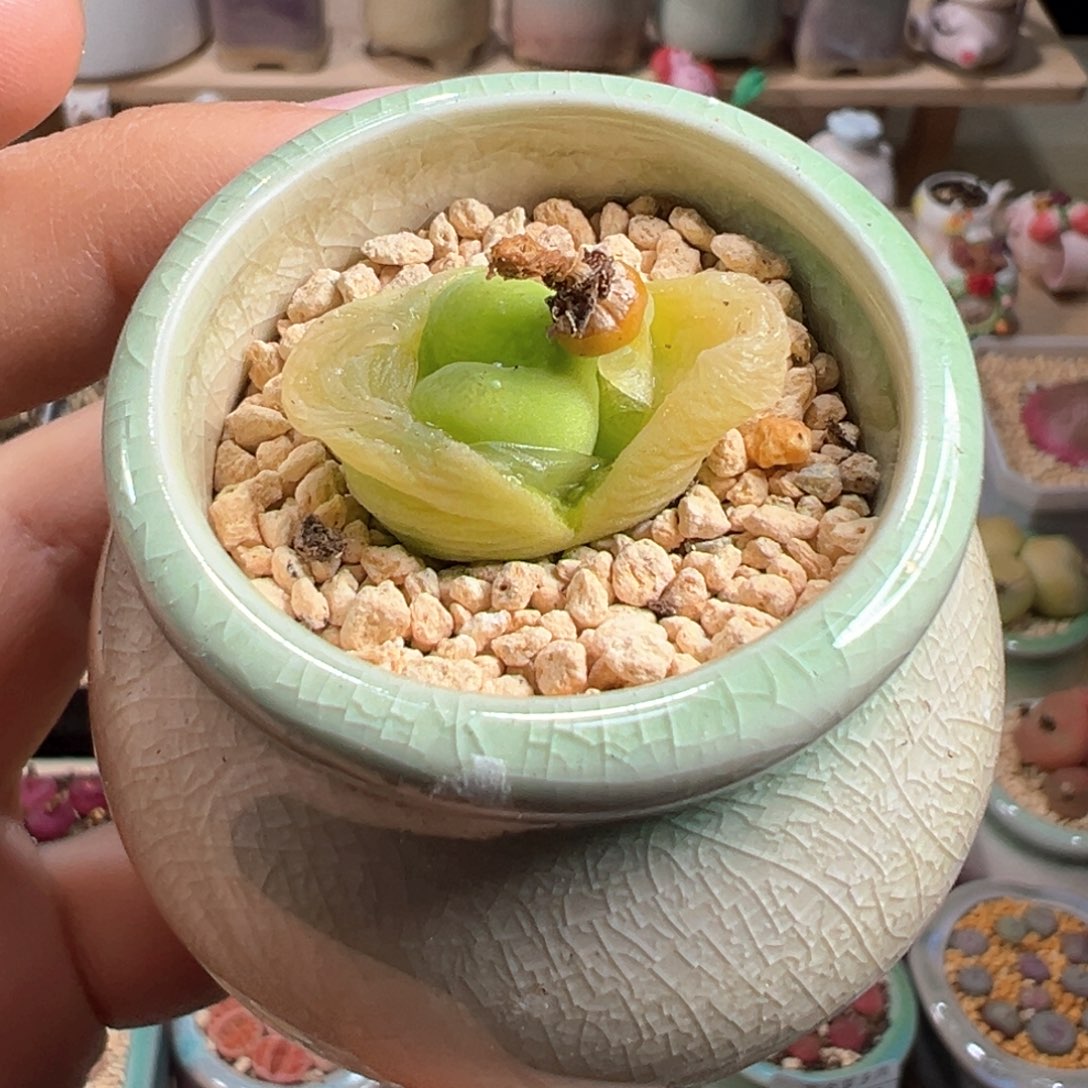 多肉植物161号0泡