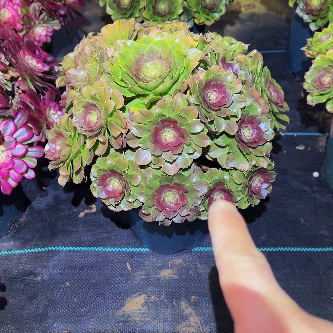 多肉植物红心万圣老庄