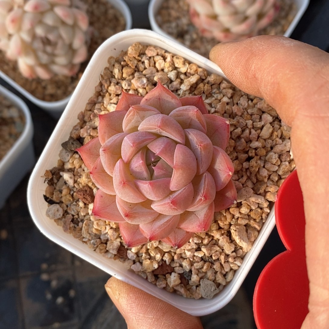 精品多肉一物一拍不包整13