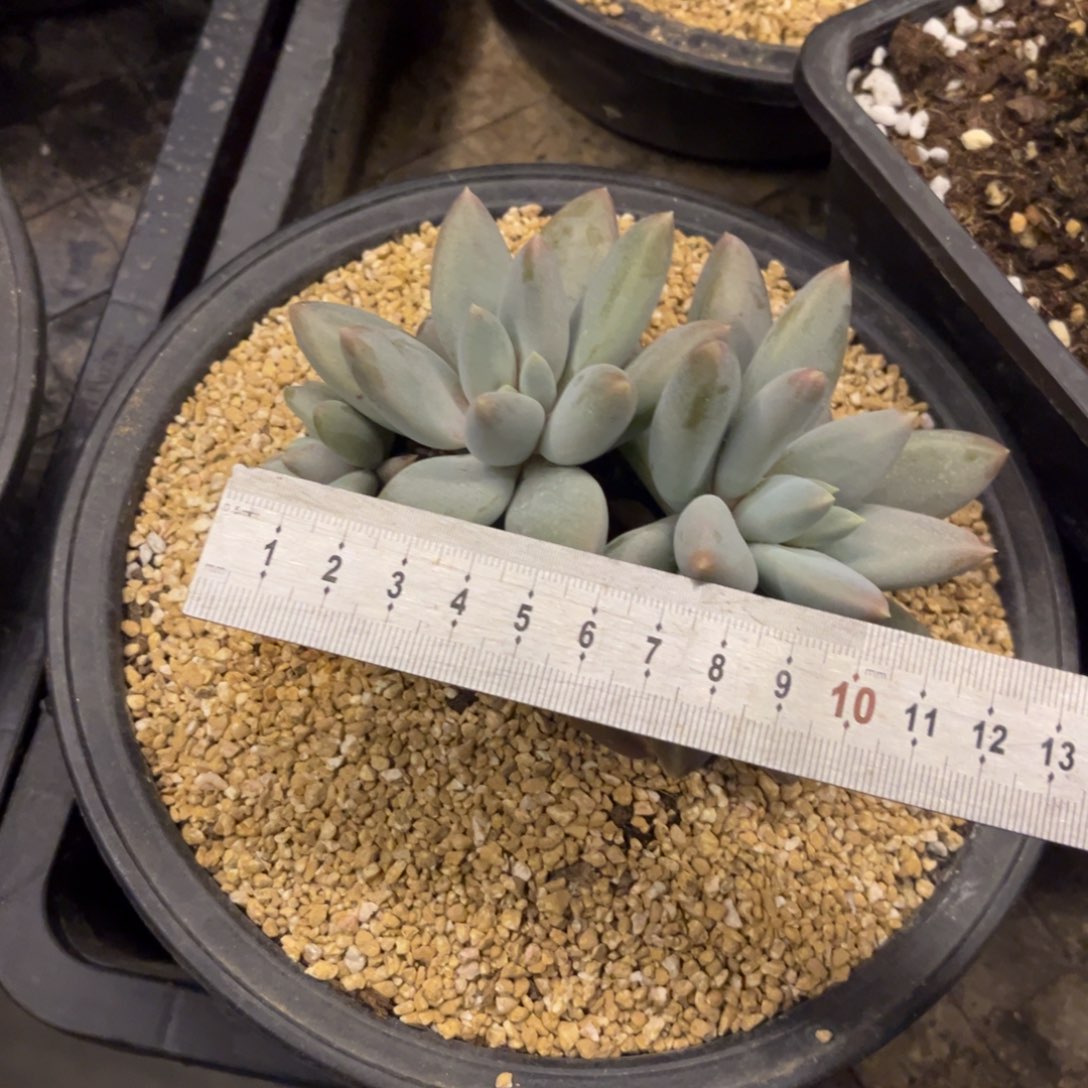 哥特萝莉脱土发货