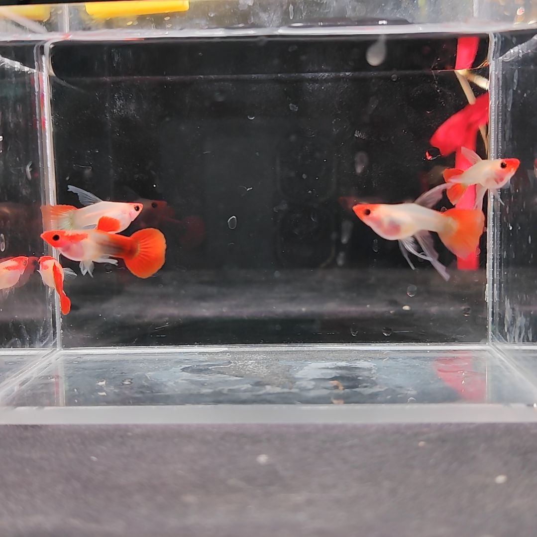 孔雀鱼编号47红头C玻璃猫