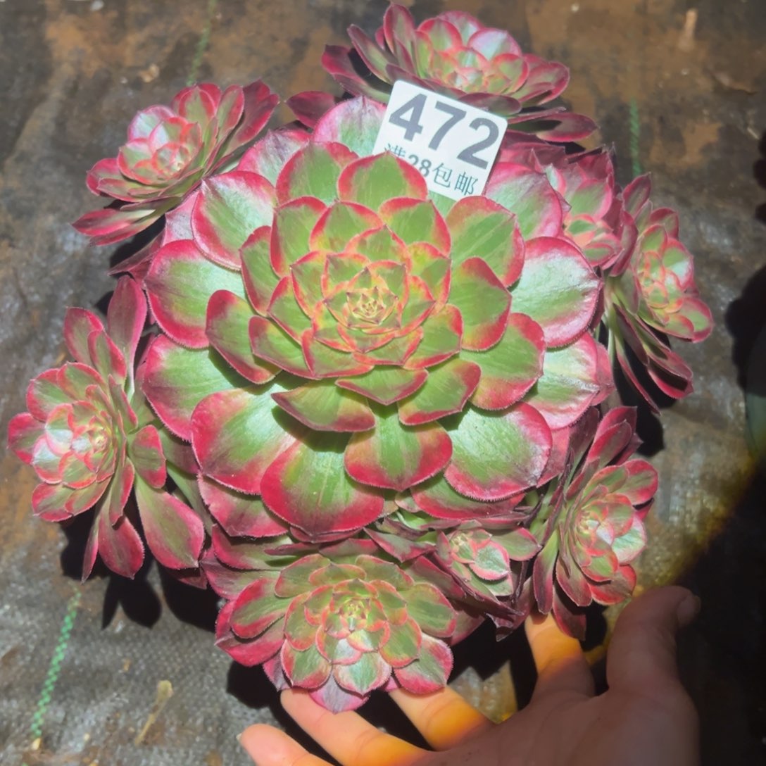 多肉植物472赤子心