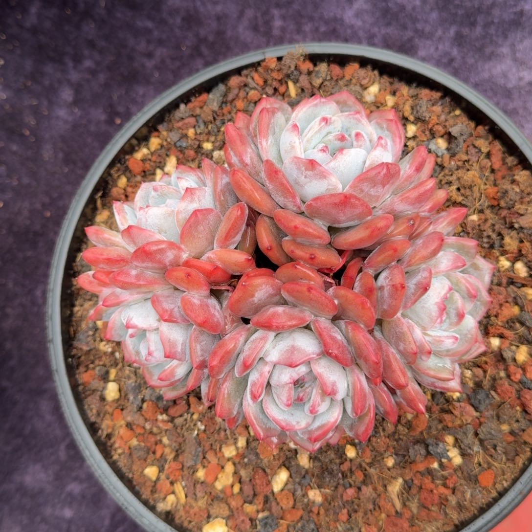 15厘米的尺寸不确定有没有砍