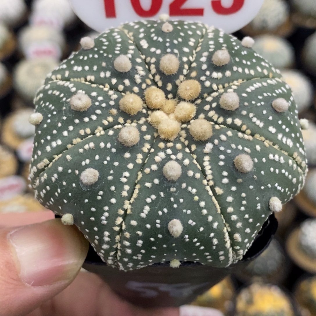 1023高脚海星花园基因兜