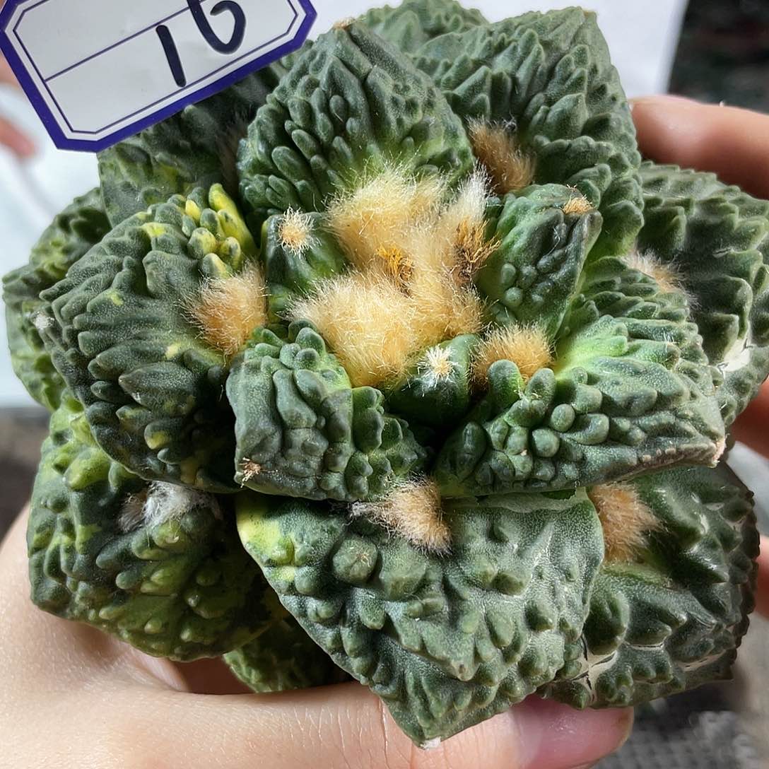 16号11.5cm自根龟甲怒涛散斑锦萝卜根