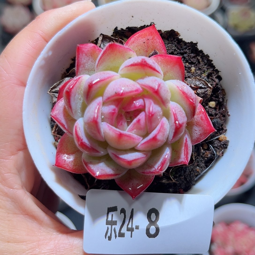 乐24-7 女王单头