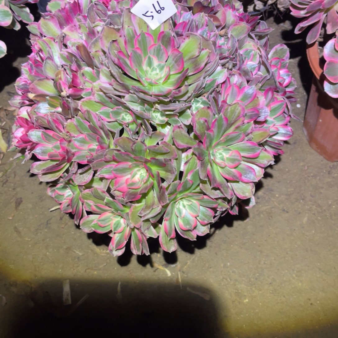 12-5-66男神法师锦