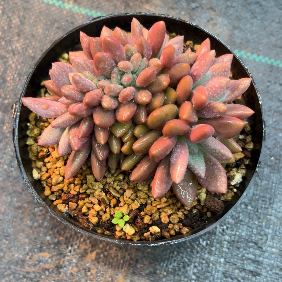 桃花源缀化，一物一拍