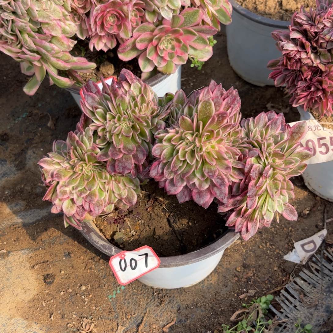 007多肉植物荔枝缀化