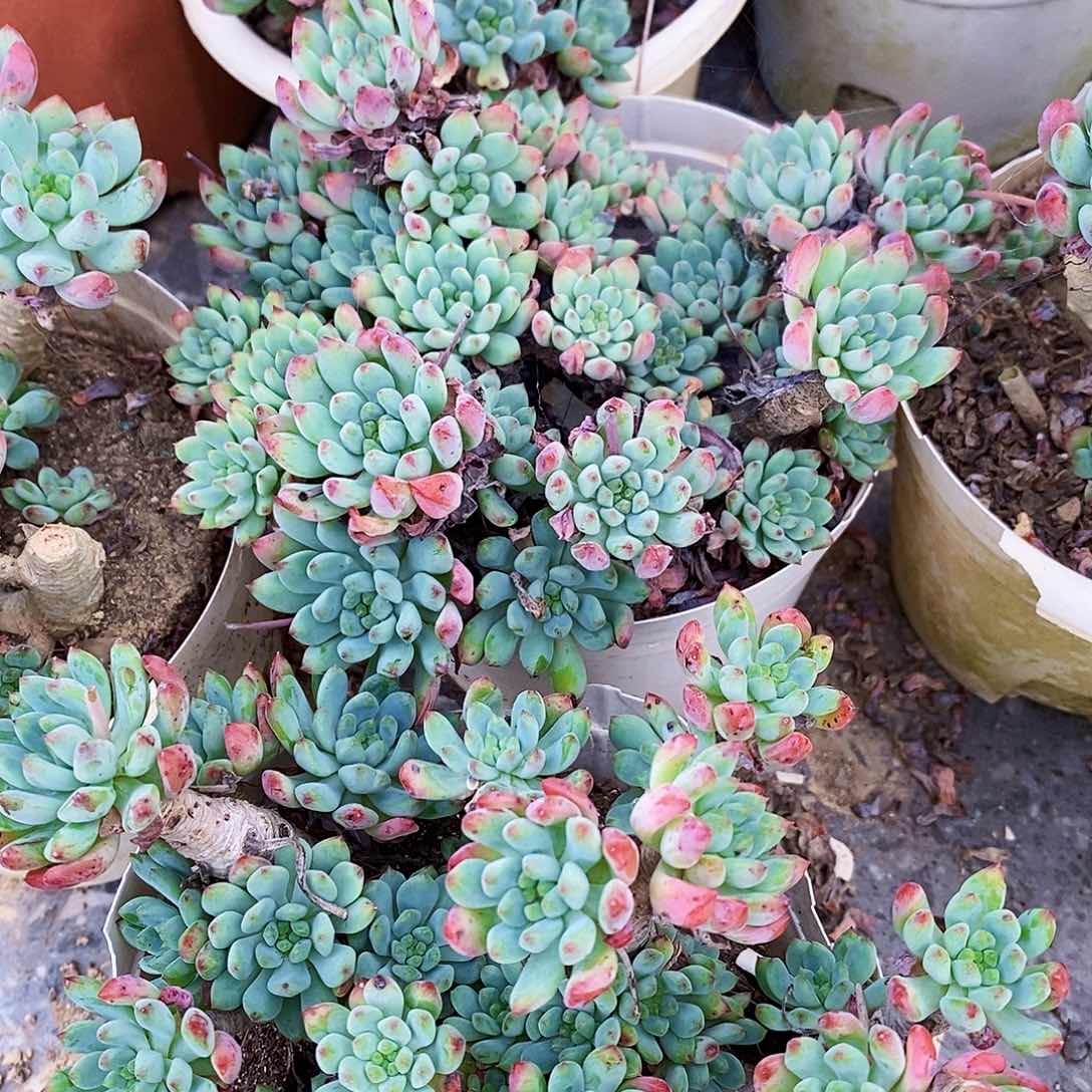 蓝苹果整桩整群老桩