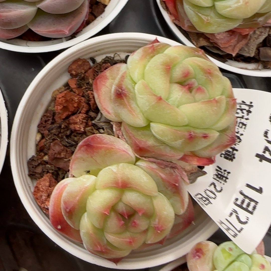 花语逸镜0127-594