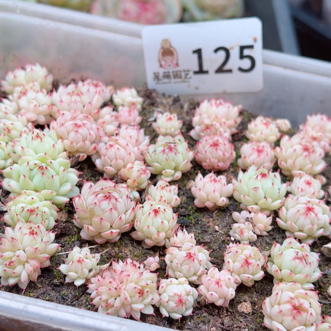 多肉植物多肉植物