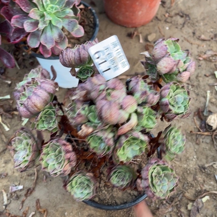 611万拉丝手捧1号棚