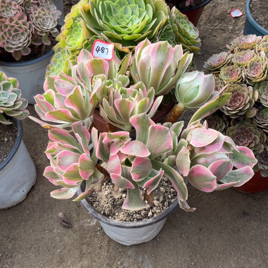 487多肉植物妖月法师