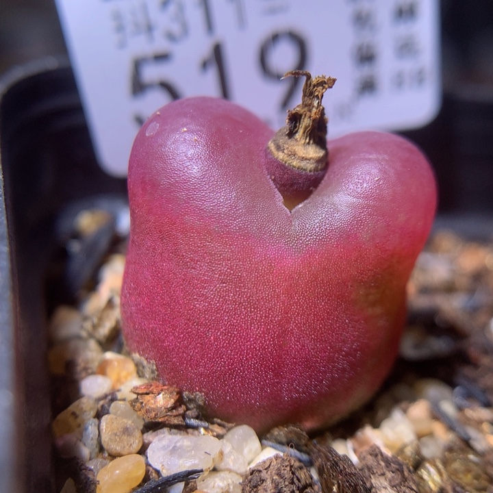 精品生生石花311.519