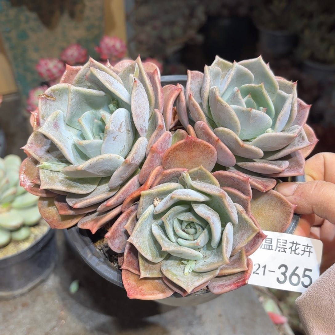 同温层多肉露西娜365