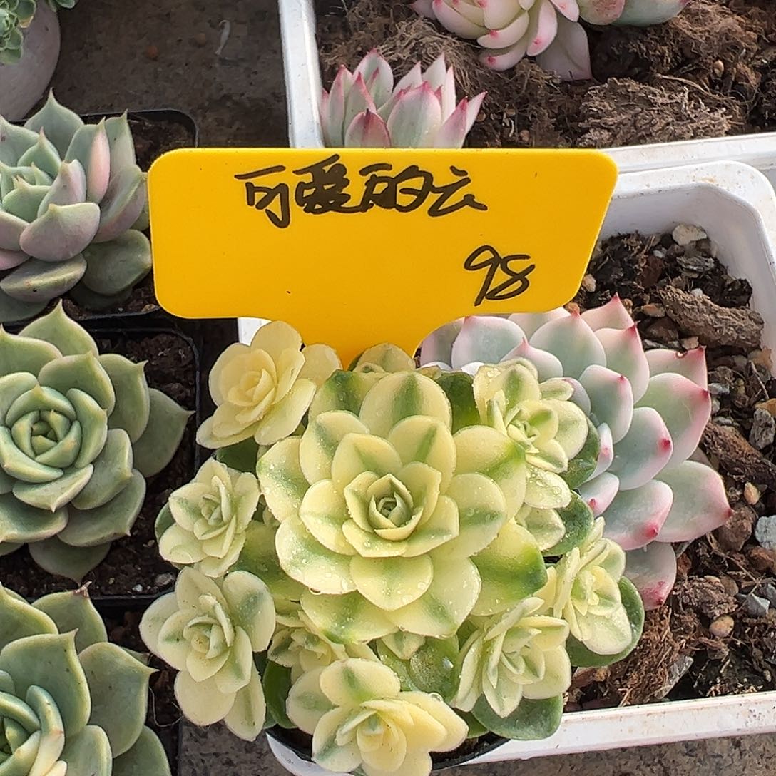 可**云猫眼玫瑰锦，多肉植物