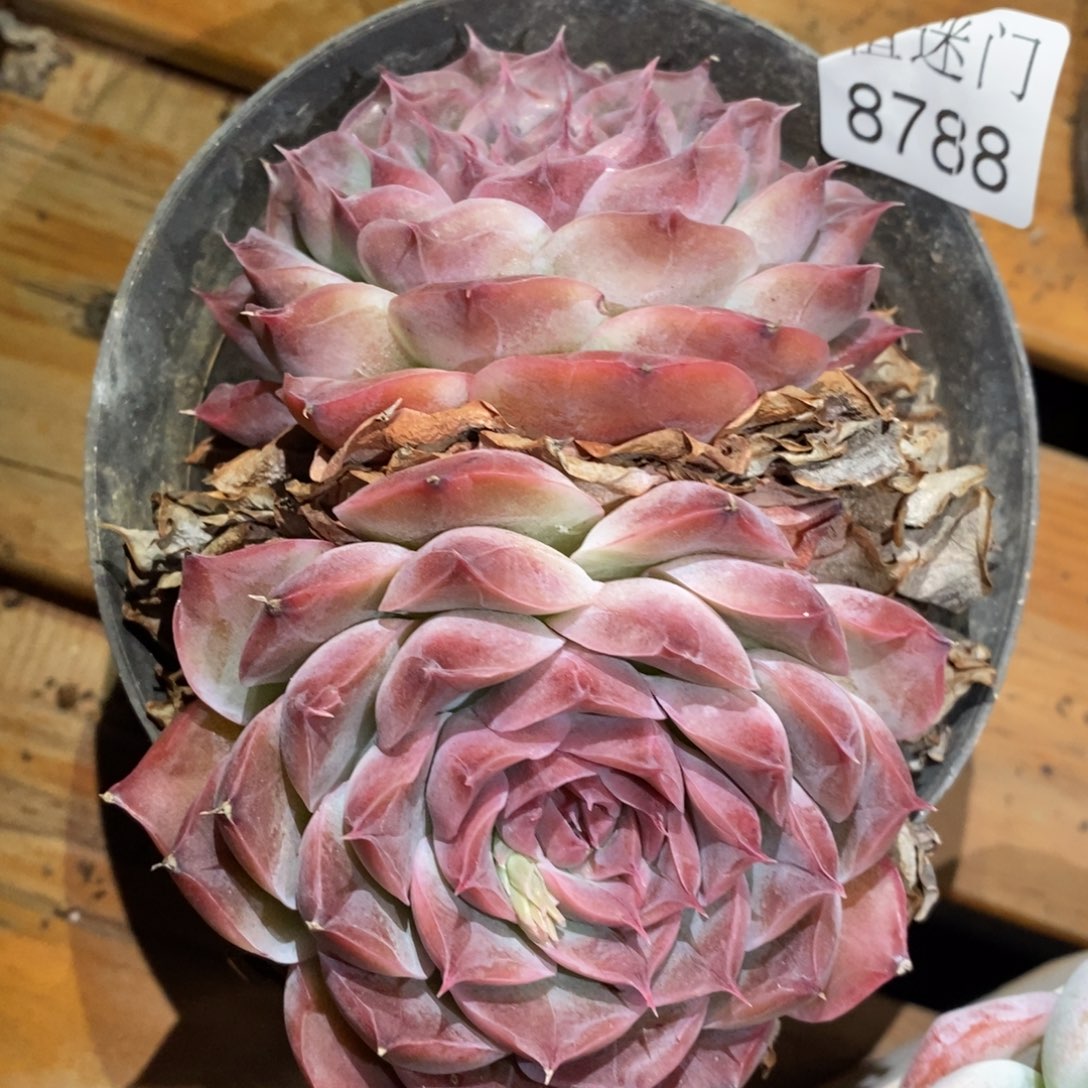 A***光杂交精品多肉8788~12厘米