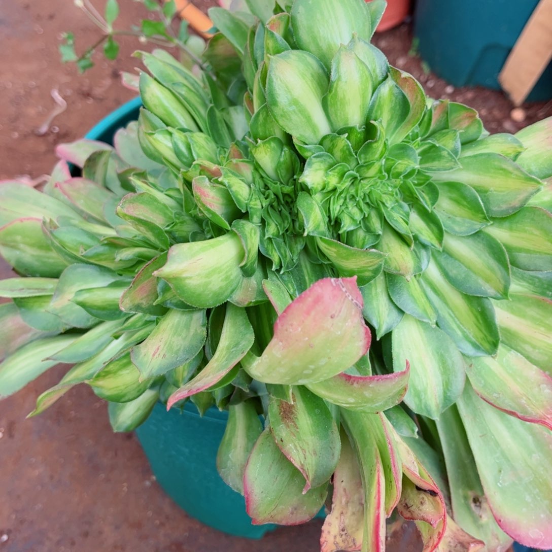 多肉植物130香炉