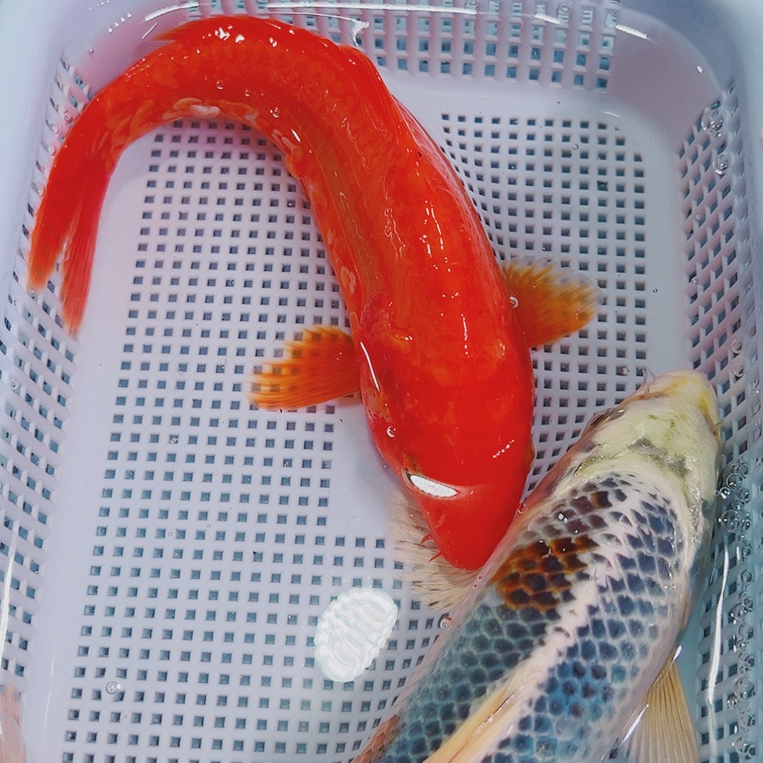 锦鲤锦鲤冷水鱼观赏150