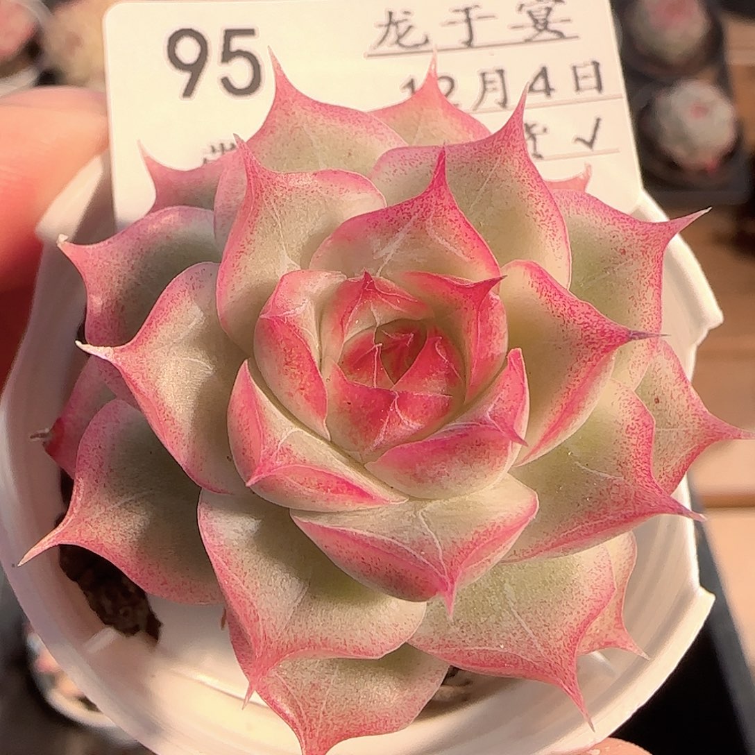多肉1204-95女王玫瑰