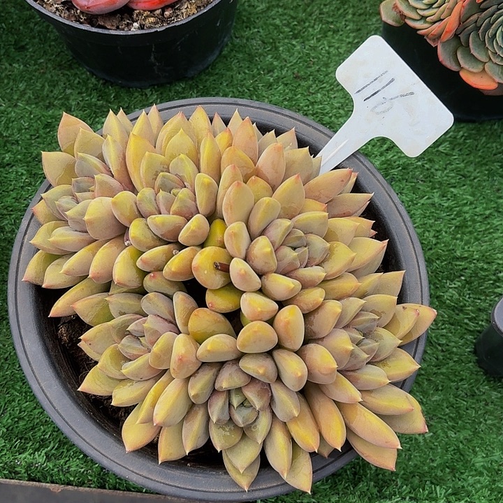 丽娟花卉象牙多头