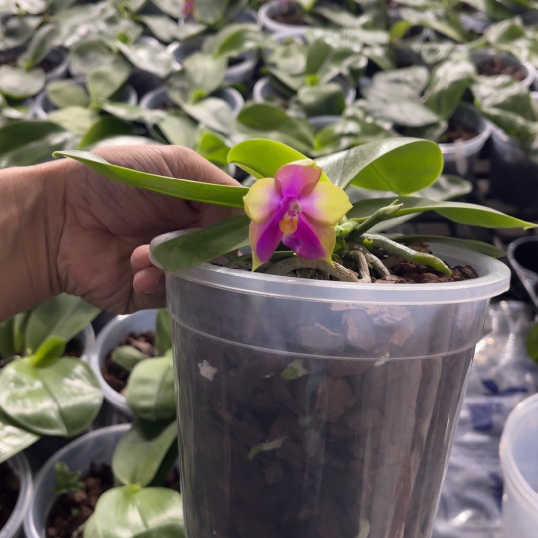 当前无花栽培后可以开花