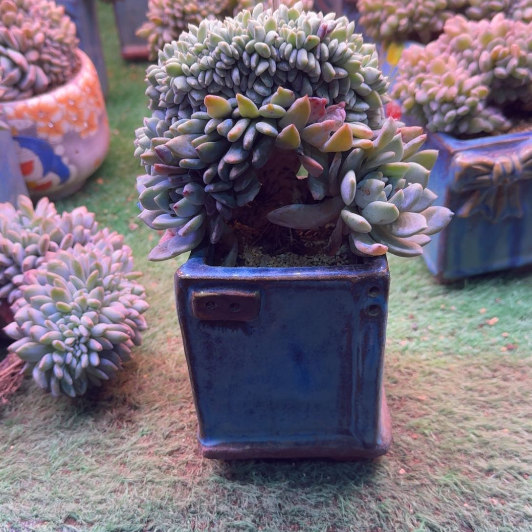 星影树缀无砍多肉