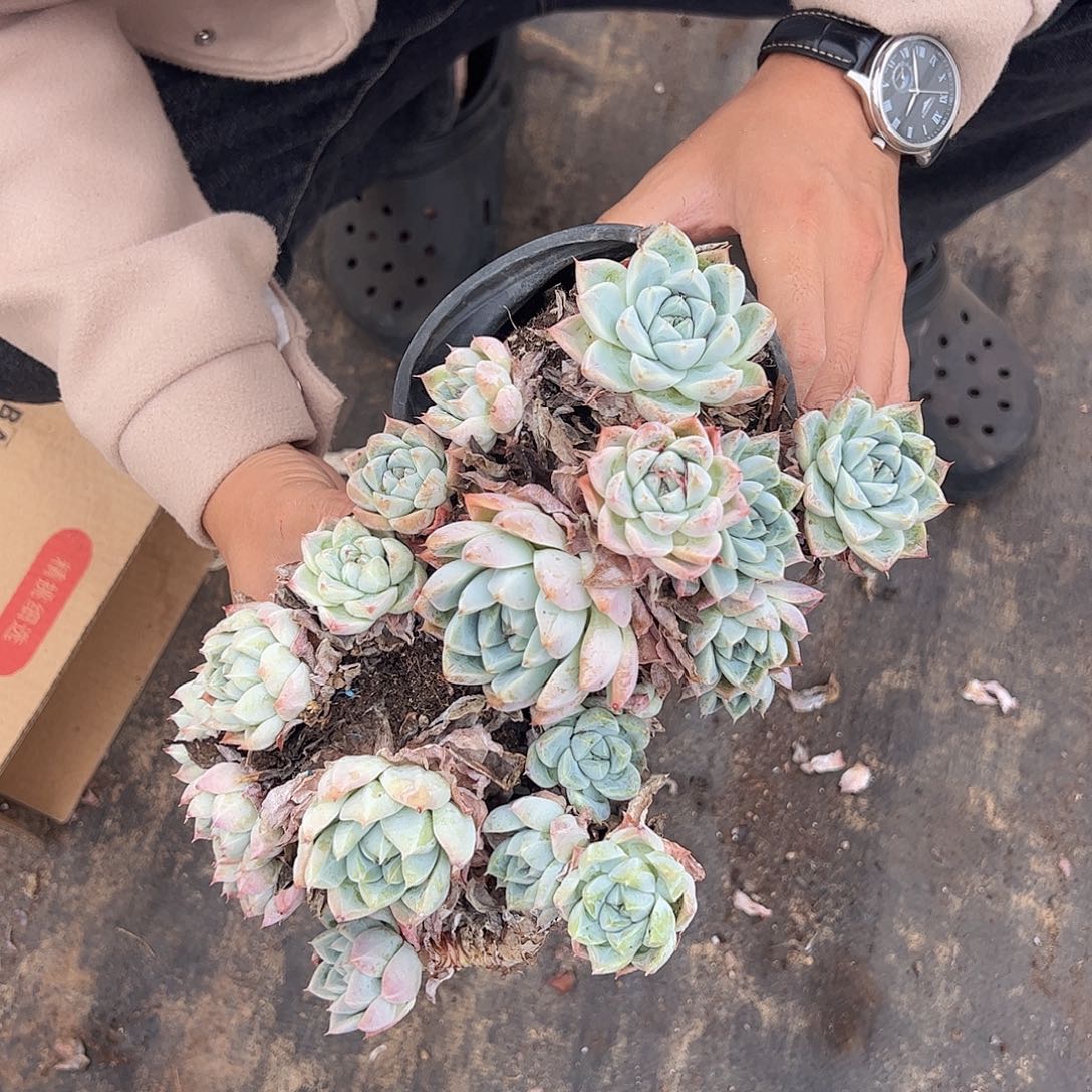 多头冰山美人两盆