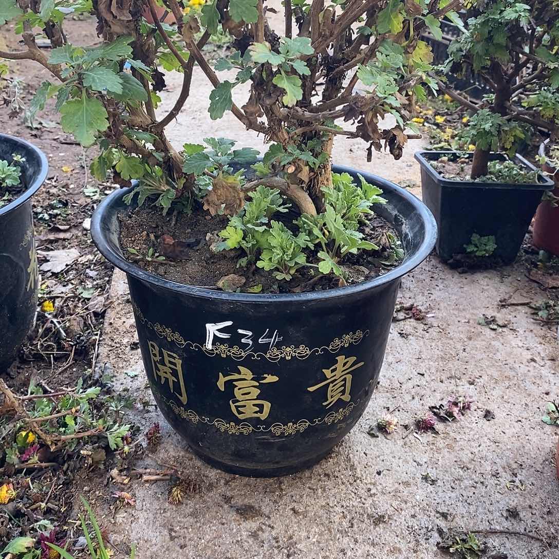 文***农完全开放盆景菊花