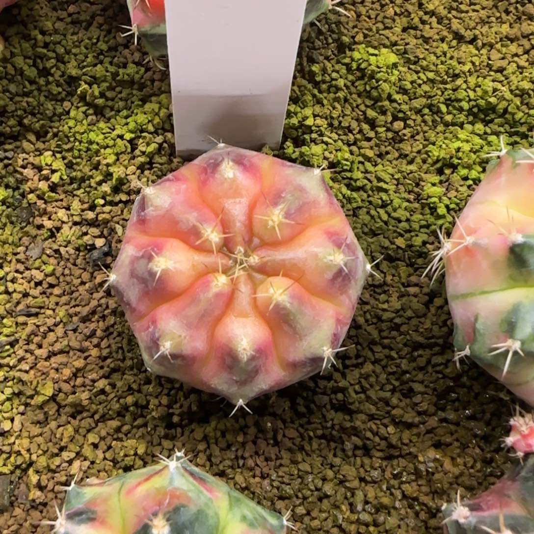 141-0213蜡烛脱土发多肉