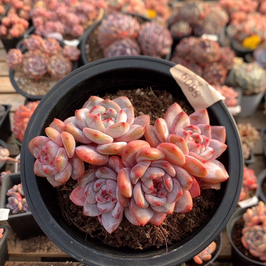 13.5厘米五头有砍红宝石溏心石榴籽 5809