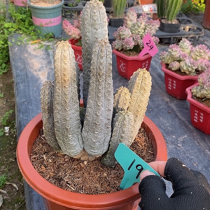 无根水泥柱一物一拍