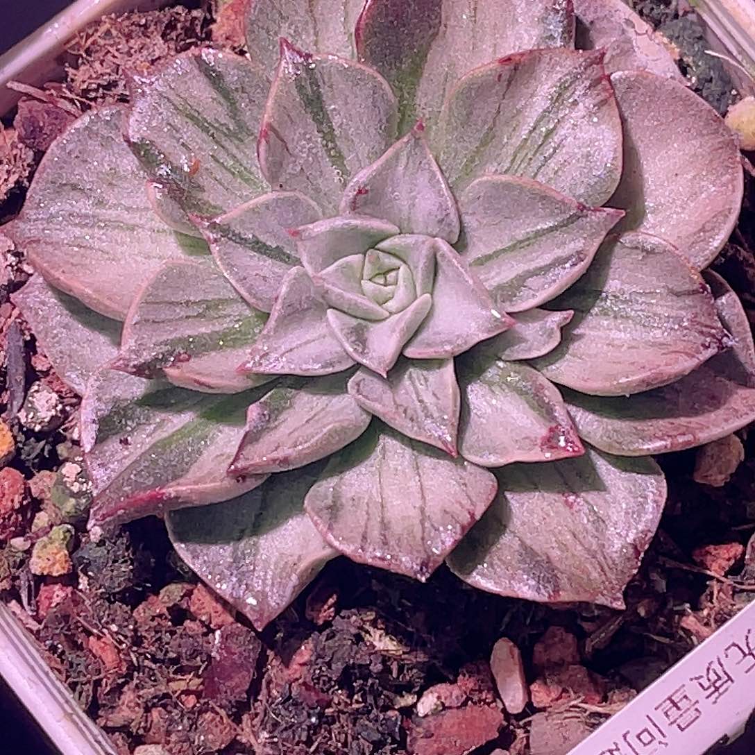 尚品园艺福利锦8230