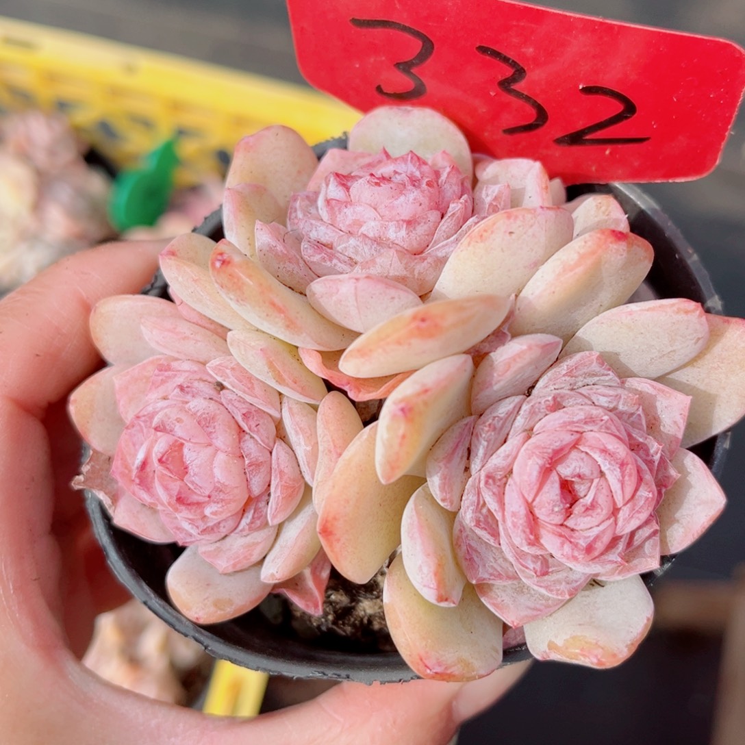 332号小老桩玉凝群