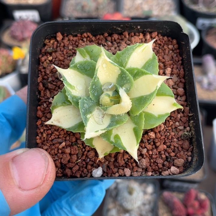 216龙舌兰黄中斑