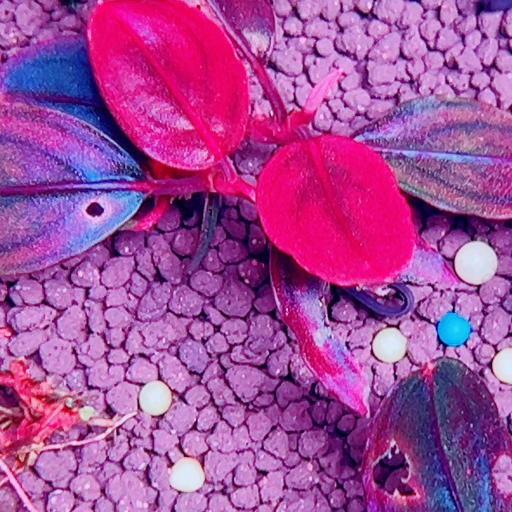 福利55号福利价一头植物（5号缸