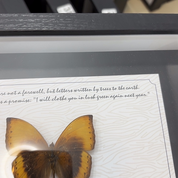 讨***块蝴蝶标本定制402@