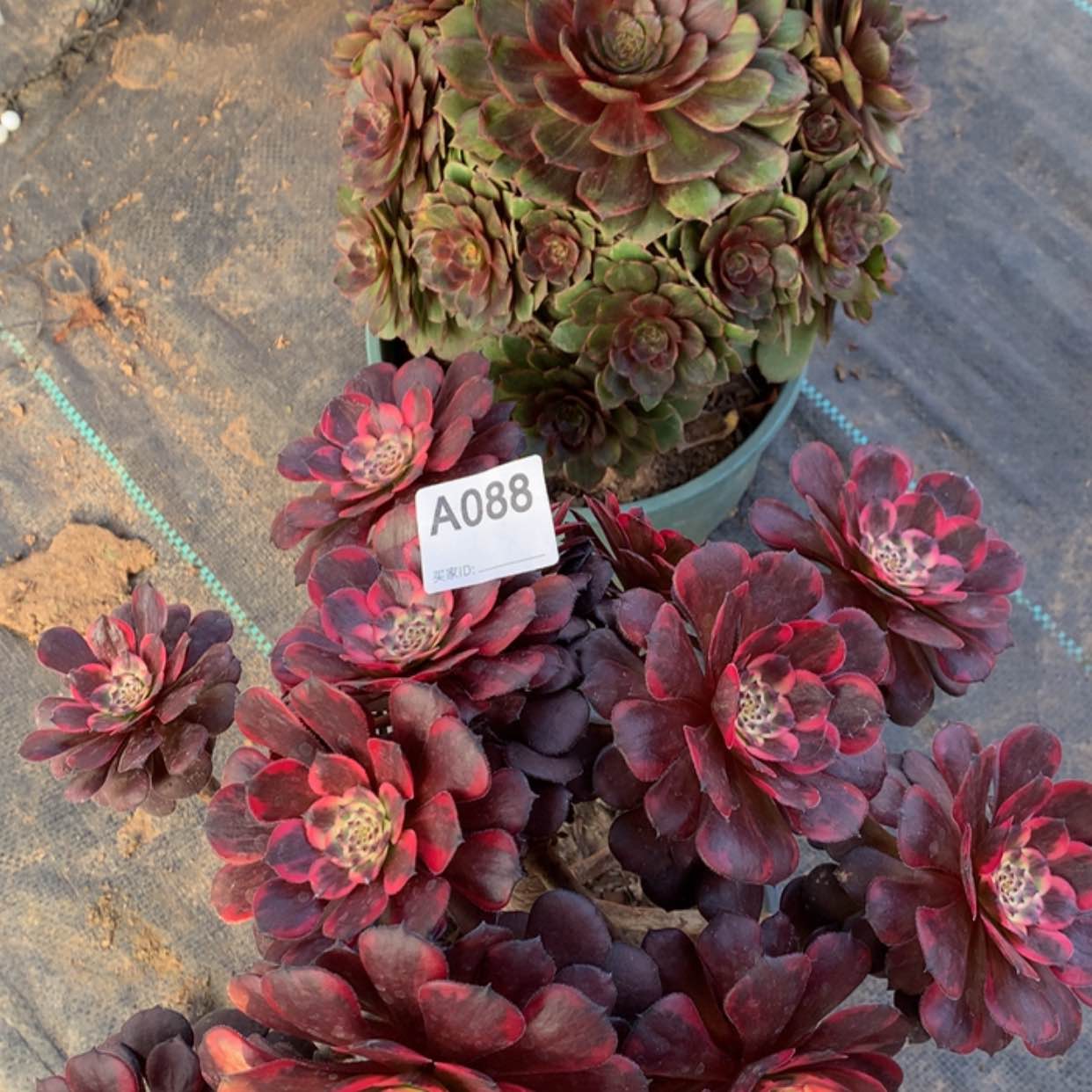 【闪购商品】87.88红丝绒，烟花