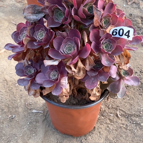 604 魅金玫瑰多肉植物
