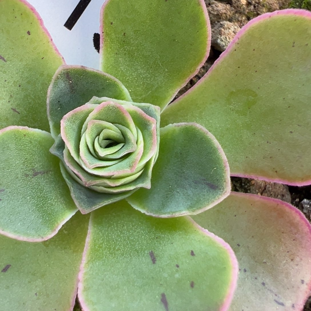 可****陈陈913蔚蓝。  专拍