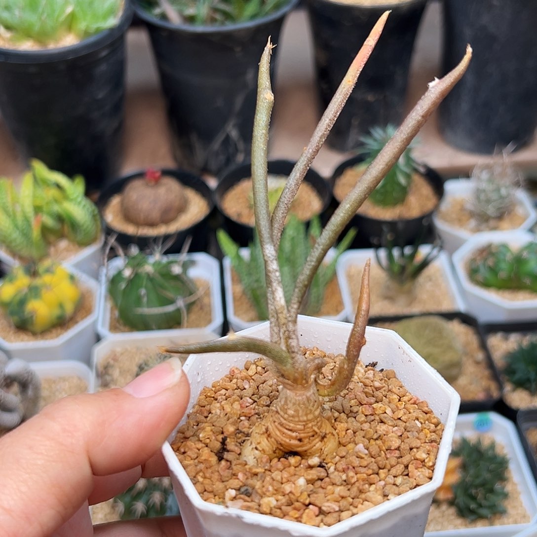 美杜莎实生球一颗