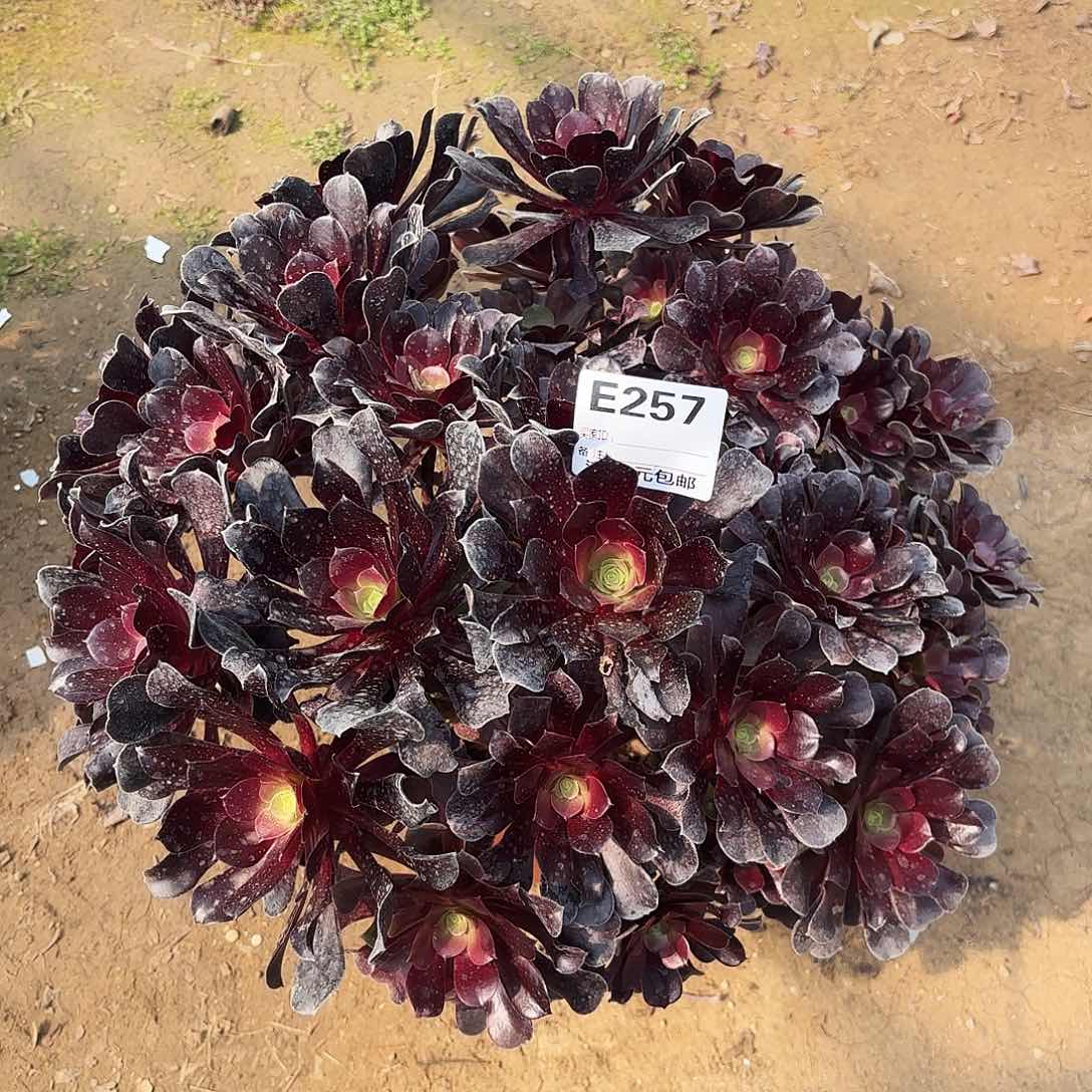 丹**儿257满江红多肉植物不售后