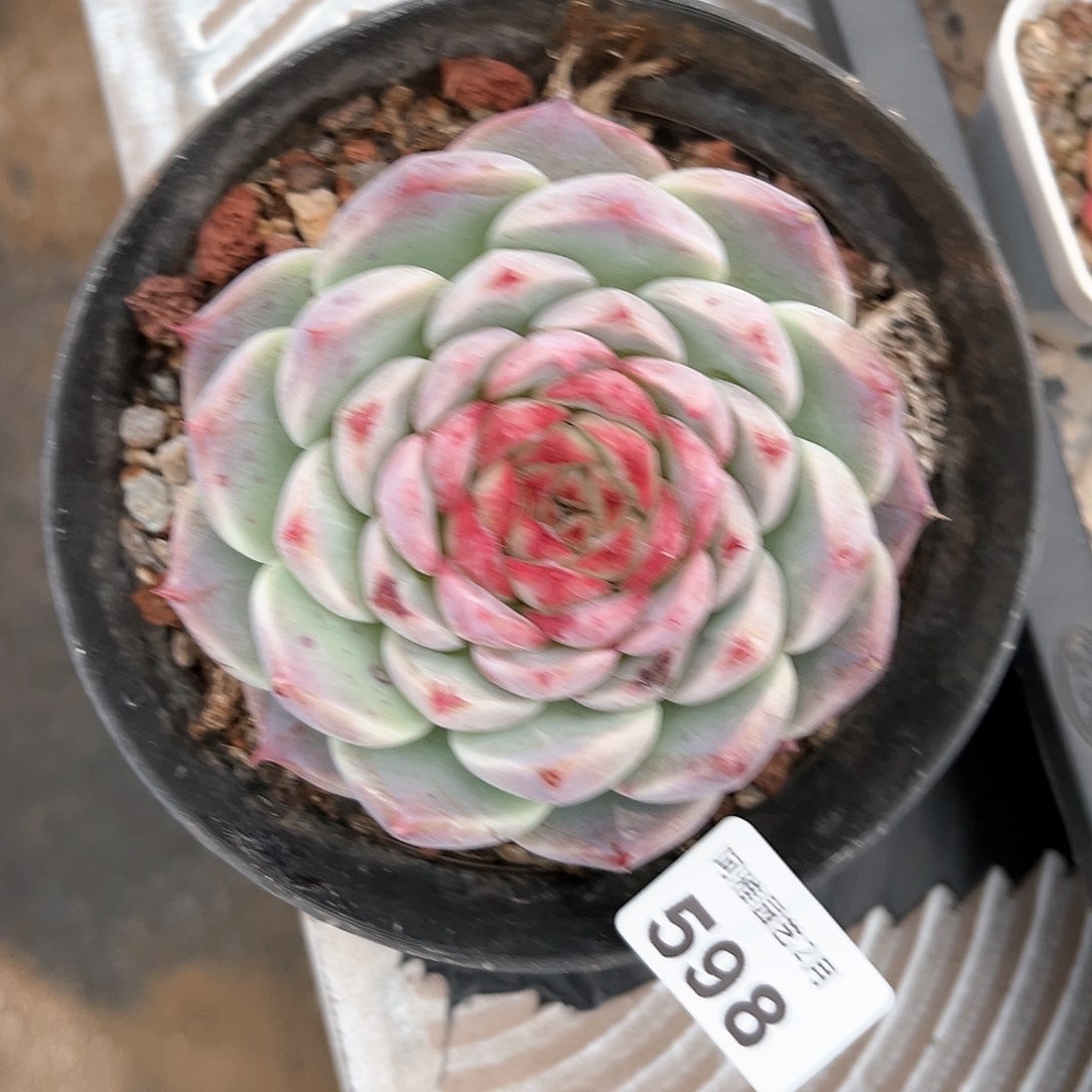 阿雅园艺。      598