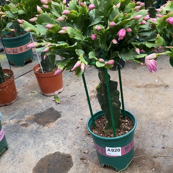 当前无花栽培后可以开花920嫁接073