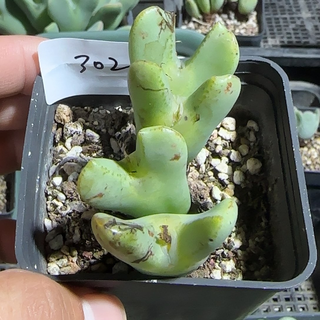 302号，清货，18包邮