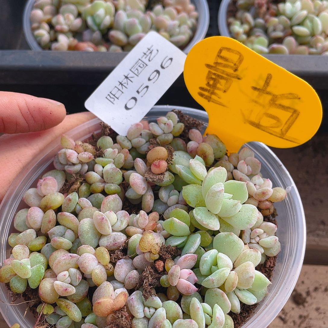 量拍多肉植物多肉植物596