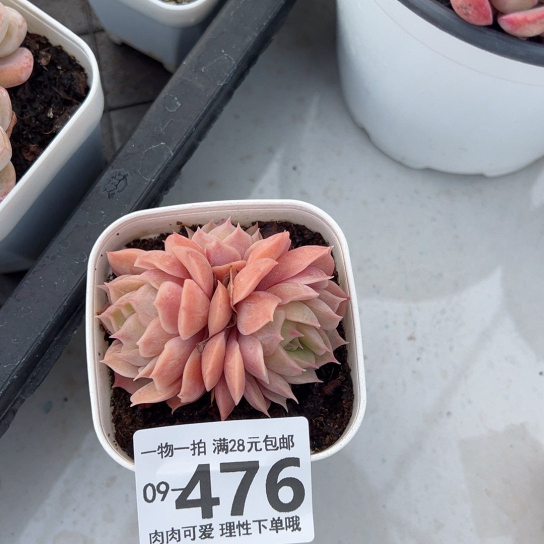 昂斯诺多肉多肉多肉多肉